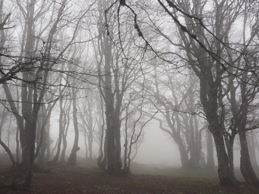 Beech Trees of Antarctica