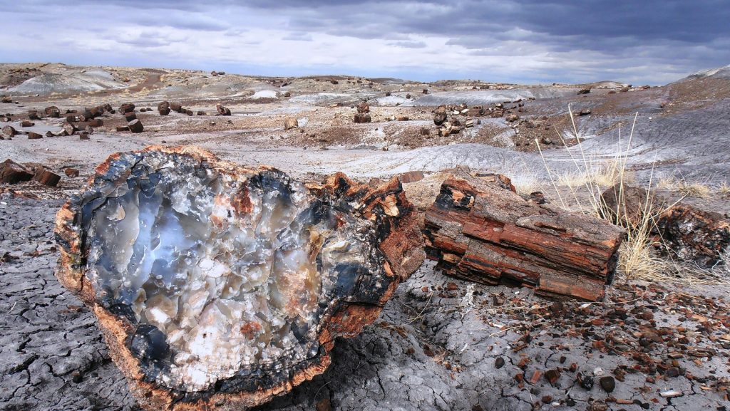 Fingerprints of the Gods Exhibits 4 to 6 – Fossil Forests